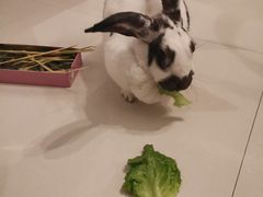 -艾贝尔宠物医院·24H转诊中心·肿瘤猫专科(江宁双龙店)