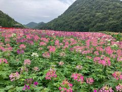 -广州市石门国家森林公园