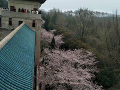 -武汉大学-樱园