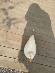 -咩咩羊儿童摄影工坊(成都店)