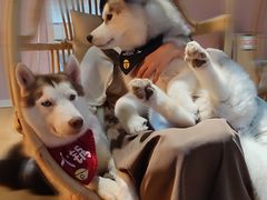 -Husky Go! 哈士奇体验馆·宠物咖啡厅狗咖