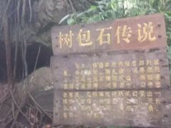 -莫里热带雨林景区