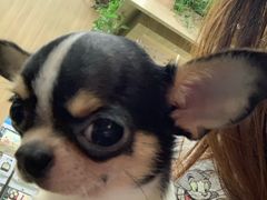 -藦茜花园宠物主题亲子互动体验馆(国顺东路店)