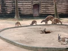 -深圳野生动物园