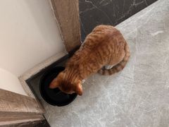 -瑞派先诺宠物医院•猫专科•普外科•中兽医(佛山院)