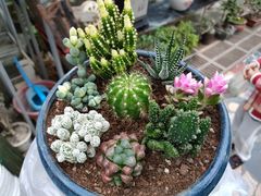 -秦美花卉(天朗·莱茵小城2期店)