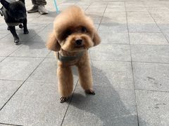 -心仪动物医院·牙专科·肿瘤·心脏科(西客站院)