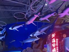 -烟台海昌鲸鲨海洋公园