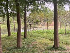-贡湖湾湿地公园