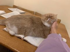 -滚猫咖啡·猫咖·猫友好撸猫(未来城店)