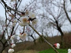 -广富林郊野公园