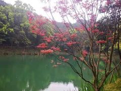 -缙云山景区