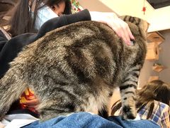 -啵啵喵·猫咖(攀华国际店)