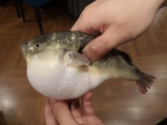 -肆月河豚·新淮扬(金融街店)