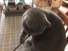 -海边的猫和咖啡馆
