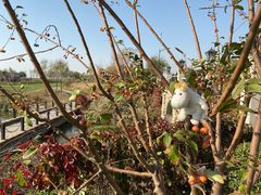 -滨海湖高尔夫球会