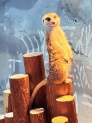 -Zoolung Zoolung动物主题公园(海信广场店)