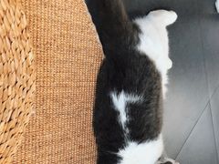 -Heymao猫咖.咖啡厅(东门店)