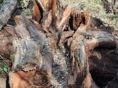 -五营红松林海景区