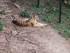 -深圳野生动物园