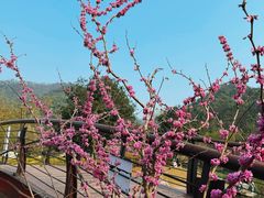 -桃花岭景区