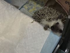 -北京观赏动物医院·24小时大型综合·猫专科·异宠专科