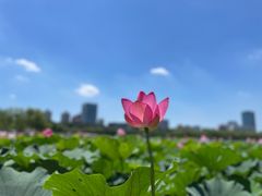 -莲花池公园