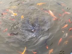 -泗洪洪泽湖湿地景区