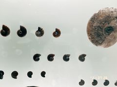 -青岛贝壳博物馆