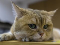 -柴迷FANS CLUB·柴犬狗咖·猫咖