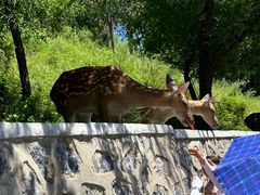 -大连森林动物园