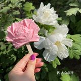 洛阳牡丹，当之无愧的花魁[亲亲][亲亲][亲亲]