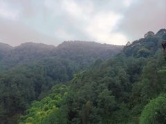 -铁山坪森林公园