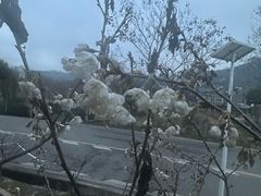 -桃源山庄·水蜜桃采摘·柴火鸡·烧烤团建(龙泉山店)