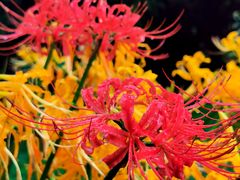 -杭州植物园