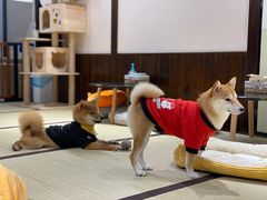 -逗柴咖啡屋·狗咖猫咖宠物桌游