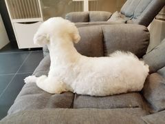 -熊小胖宠物生活馆(天华园店)