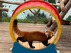 -西霞口神雕山野生动物世界