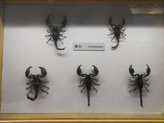 -青藏高原自然博物馆