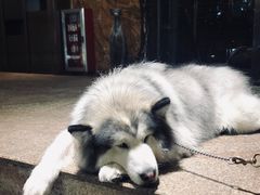 -more than meow吴止猫主题餐厅(承德 中船汇店)