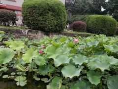 -四川大学(华西校区)