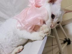 -宠福鑫康馨动物医院·骨科·眼科