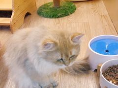 -momokira米努特·德文卷毛猫·棉花面纱犬
