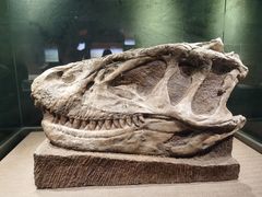 -自贡恐龙博物馆