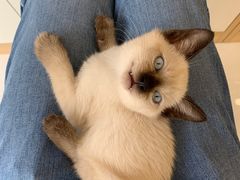 -老吴的猫·猫舍(新区店)