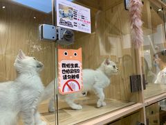 -屋虎猫馆(宝安大仟里店)