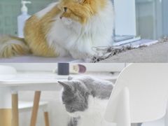 -喵的天空名猫咖啡馆·撸猫·猫舍·用品