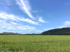 -广东惠东海龟国家级自然保护区