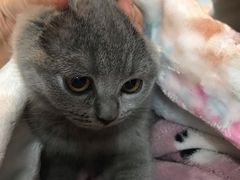-宠爱国际动物医院· 猫科· 外科·中兽医(长白店)
