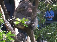 -费瑟代尔野生动物园